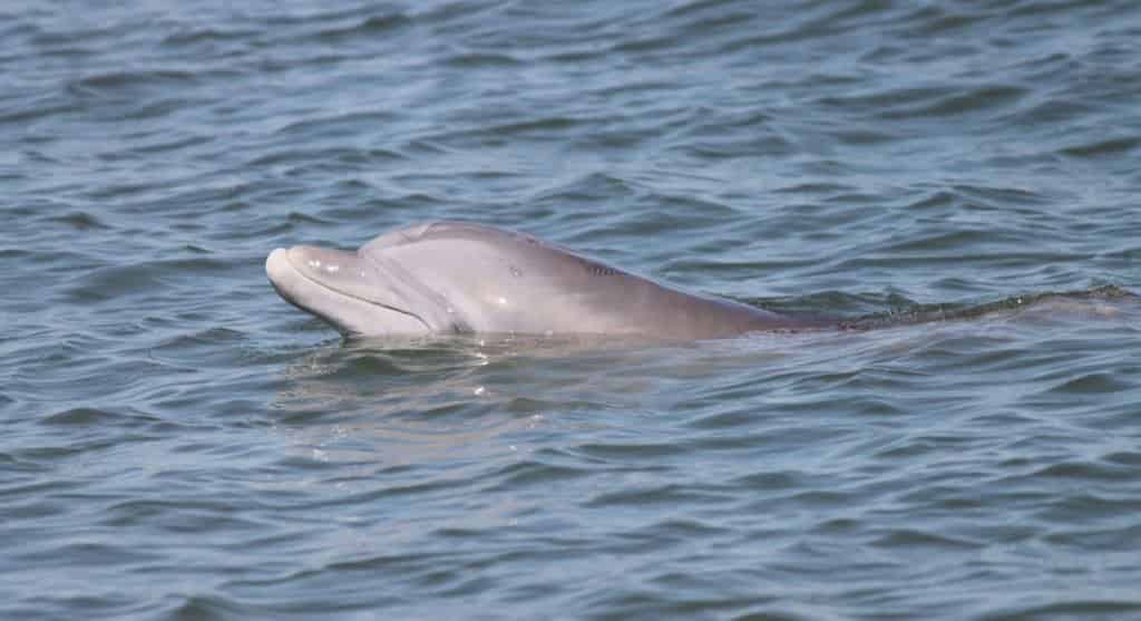 Hilton-Head-Island-Dolphin-Experience-Boat-Tour