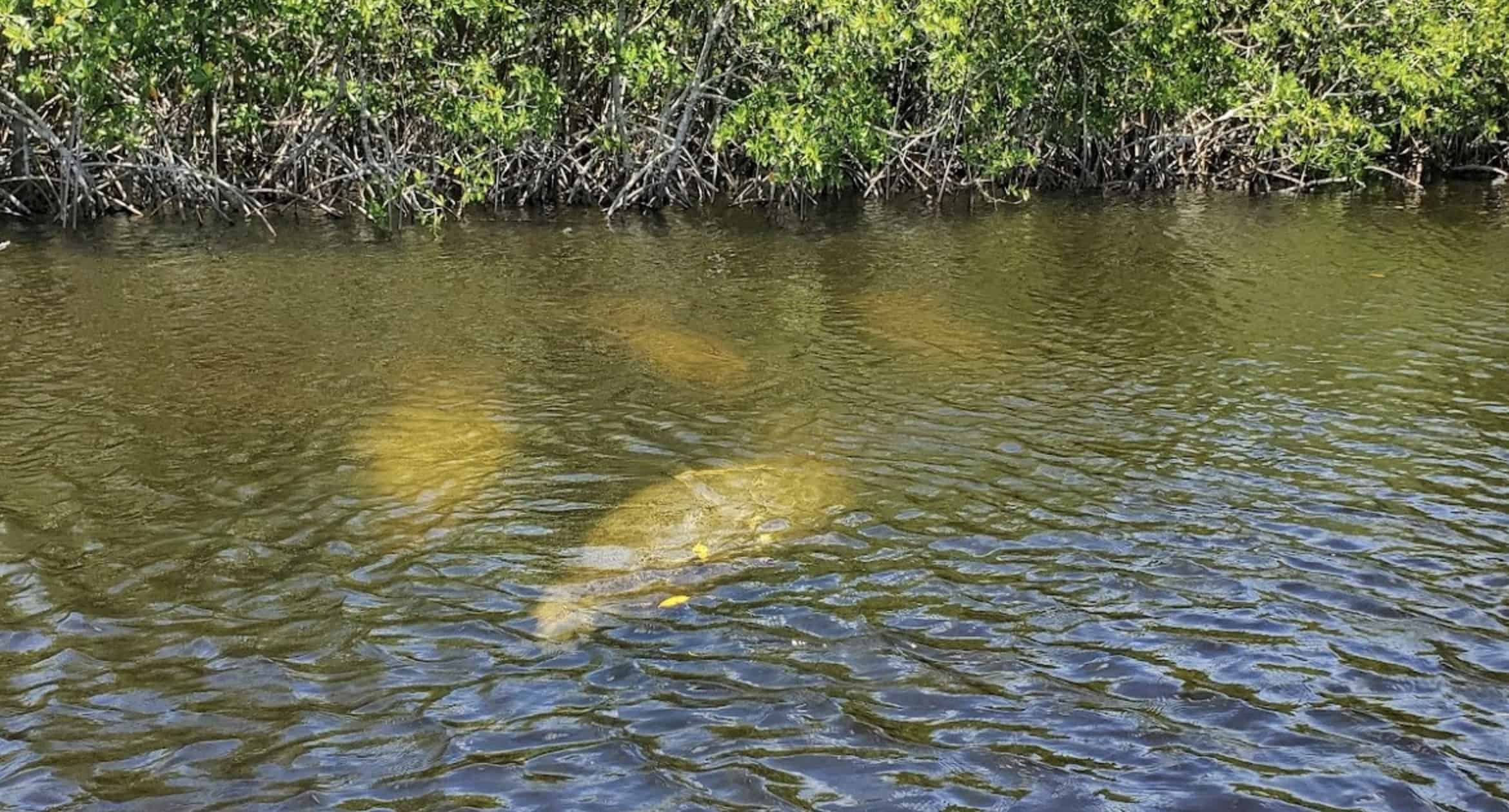 Manatee-Dolphin-and-10000-Islands-Sunset-Cruise