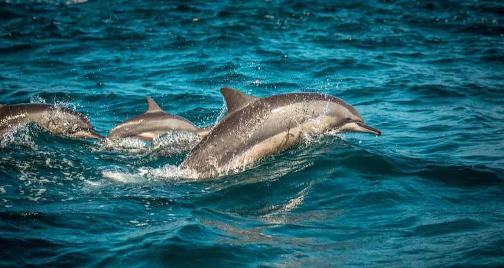 Destin-Dolphin-Sailing-and-Snorkeling-Charter