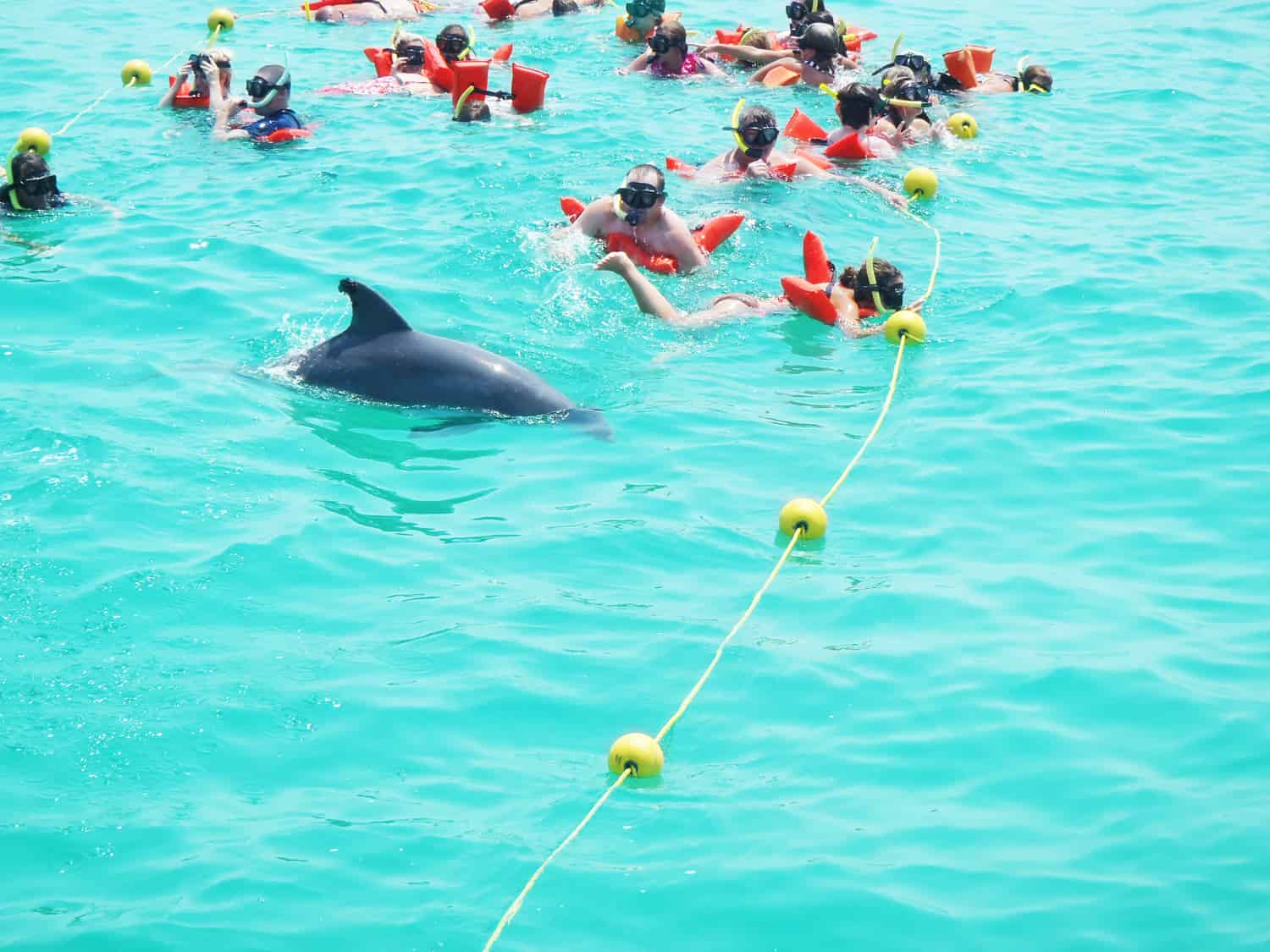 Panama-City-Beach-Shell-Island-Dolphin-and-Snorkel-Cruise