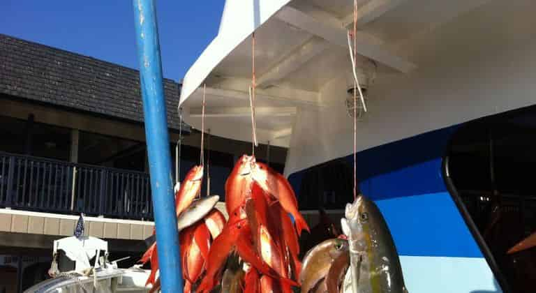 10 Hour Deep Sea Party Boat Fishing in Panama City Beach - TripShock!