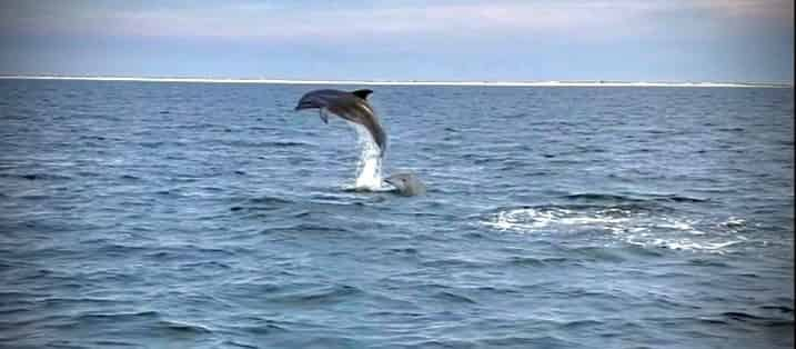 Scenic-Bay-Dolphin-Tour