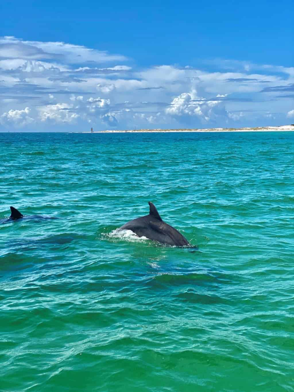 Scenic Bay Dolphin & Sunset Tours TripShock!