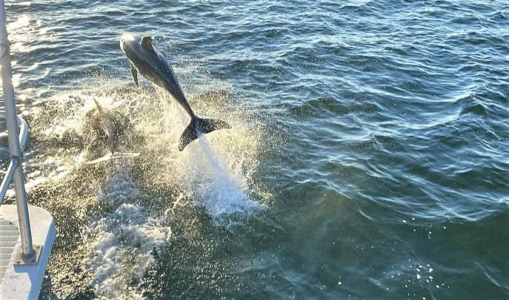 Scenic-Bay-Dolphin-Tour