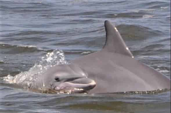 Orange-Beach-Private-Family-Dolphin-Excursion