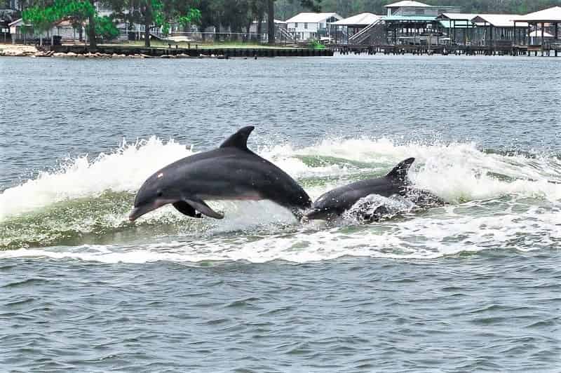 Orange-Beach-Private-Family-Dolphin-Excursion