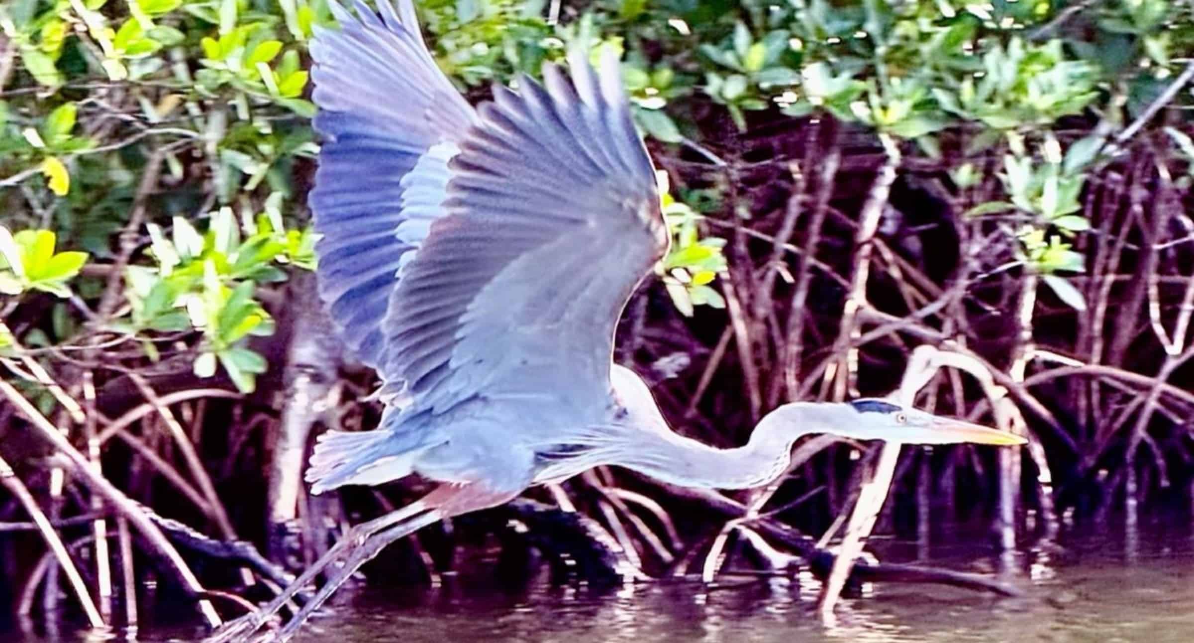 Manatee-Dolphin-and-10000-Islands-Eco-Boat-Tour