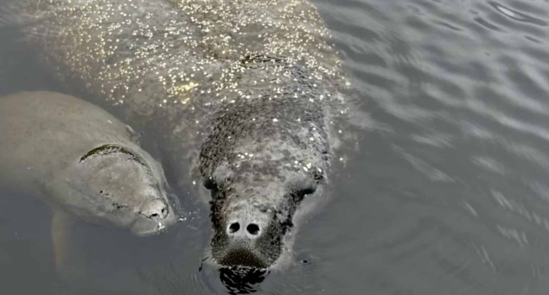 Manatee-Dolphin-and-10000-Islands-Eco-Boat-Tour