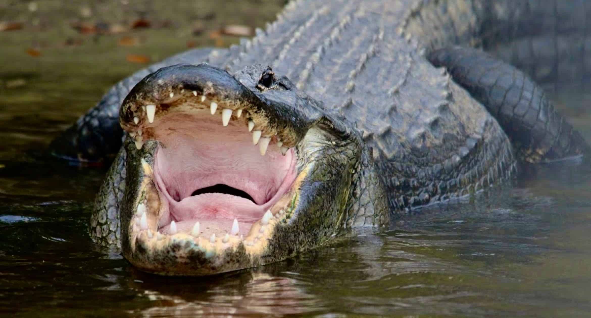 Manatee-Dolphin-and-10000-Islands-Eco-Boat-Tour