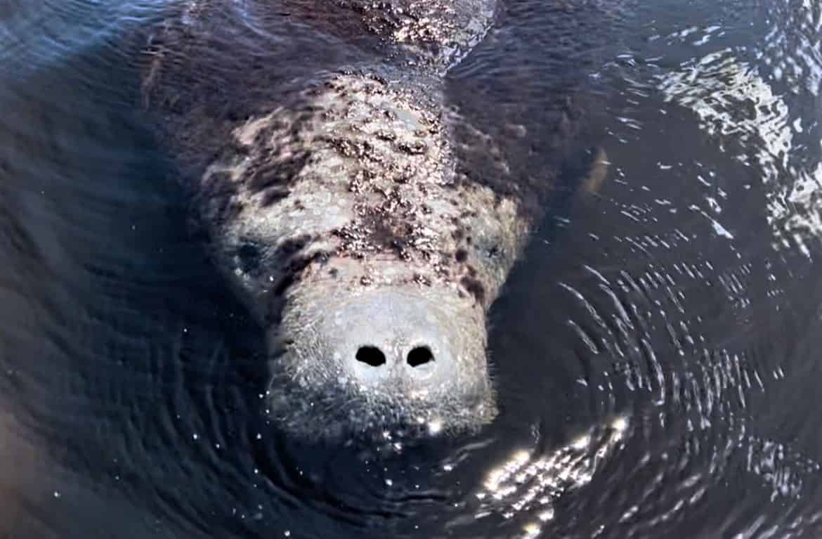 Manatee-Dolphin-and-10000-Islands-Eco-Boat-Tour