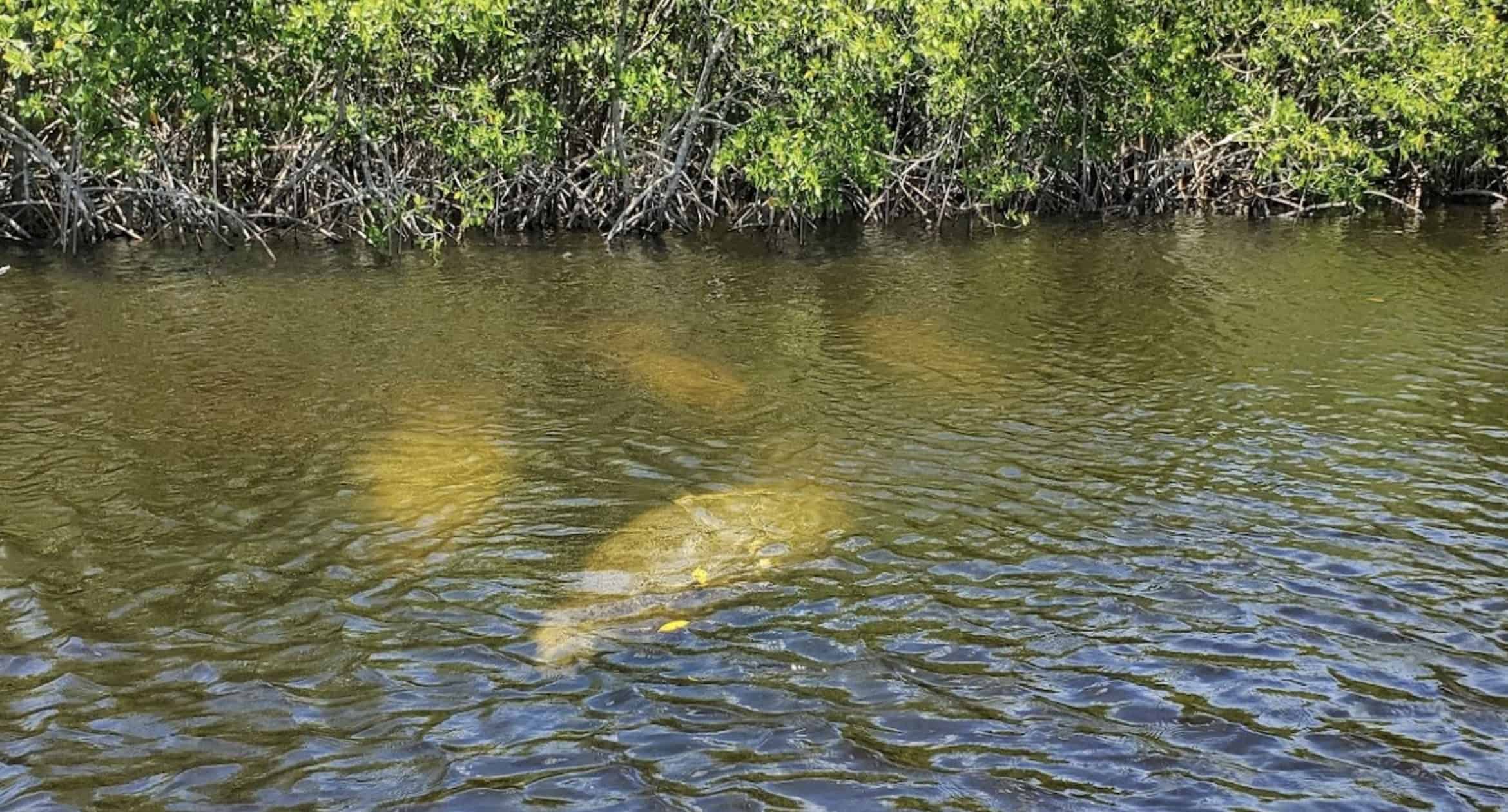 Manatee-Dolphin-and-10000-Islands-Eco-Boat-Tour