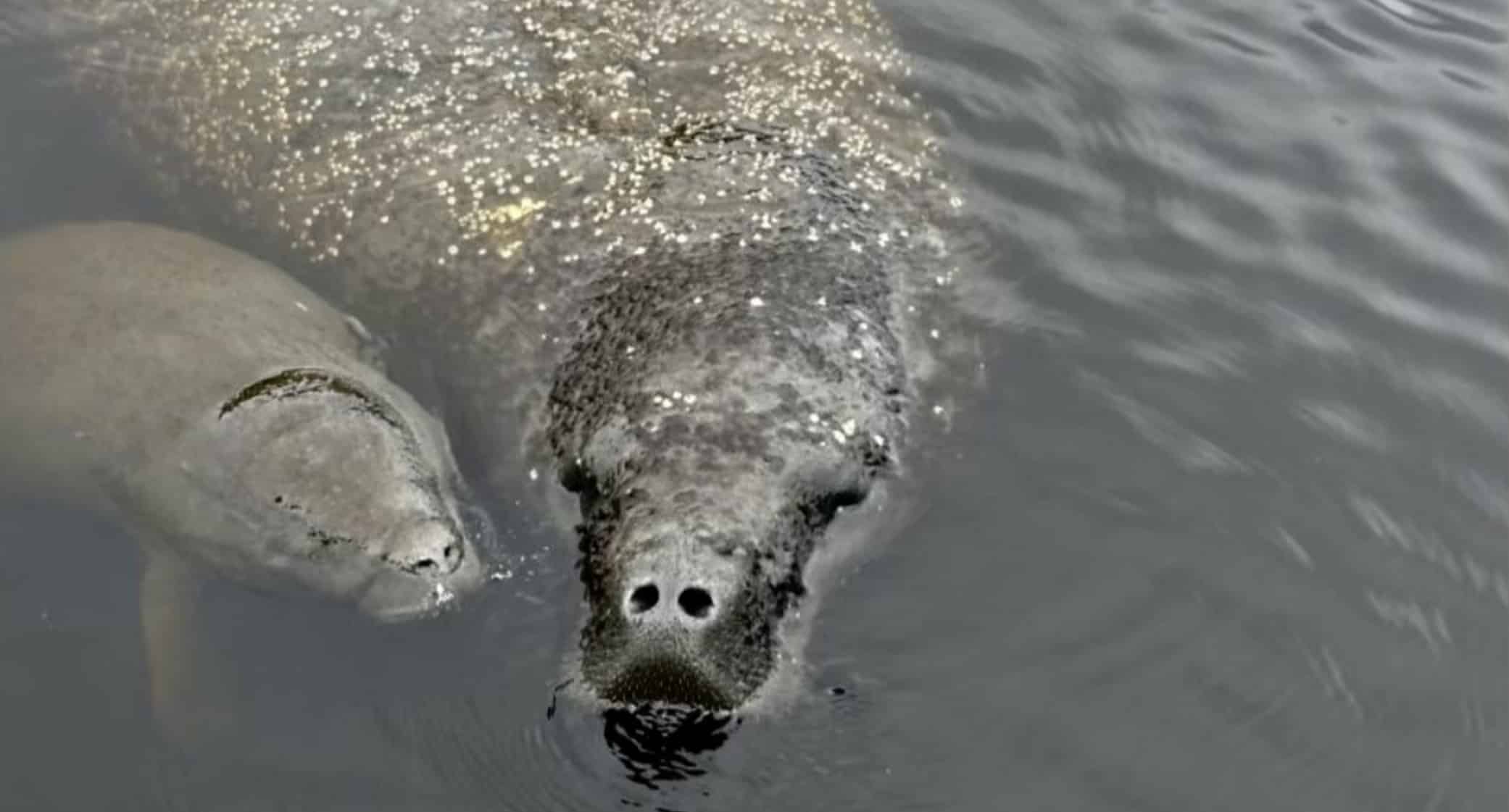 Manatee-Sightseeing-and-Wildlife-Boat-Tour