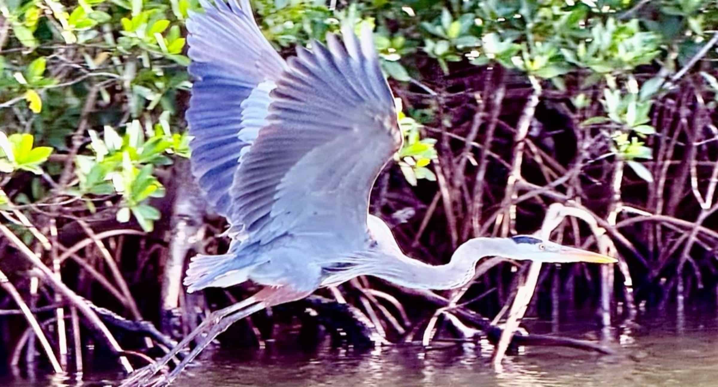 Manatee-Sightseeing-and-Wildlife-Boat-Tour