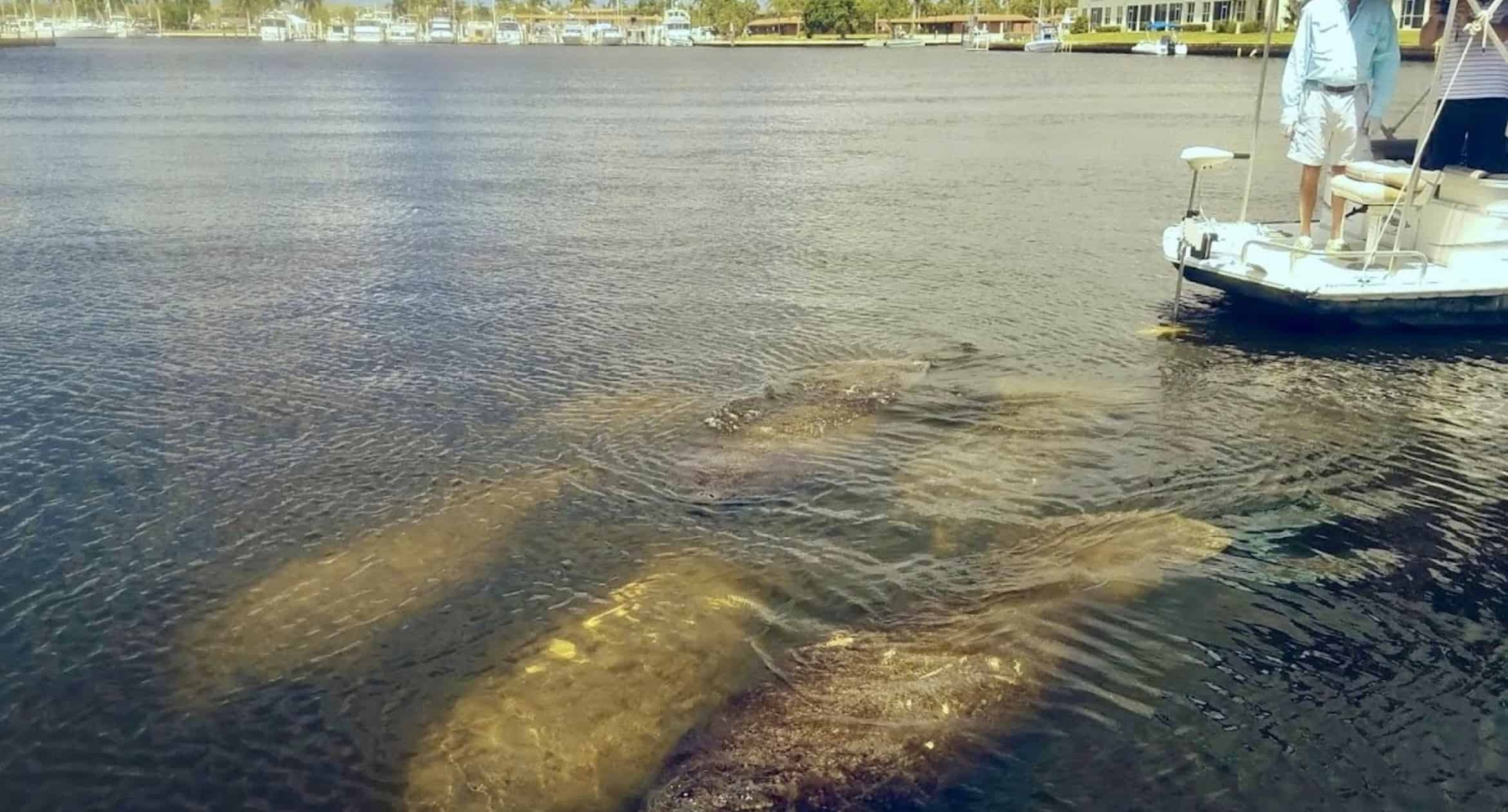 Manatee-Sightseeing-and-Wildlife-Boat-Tour