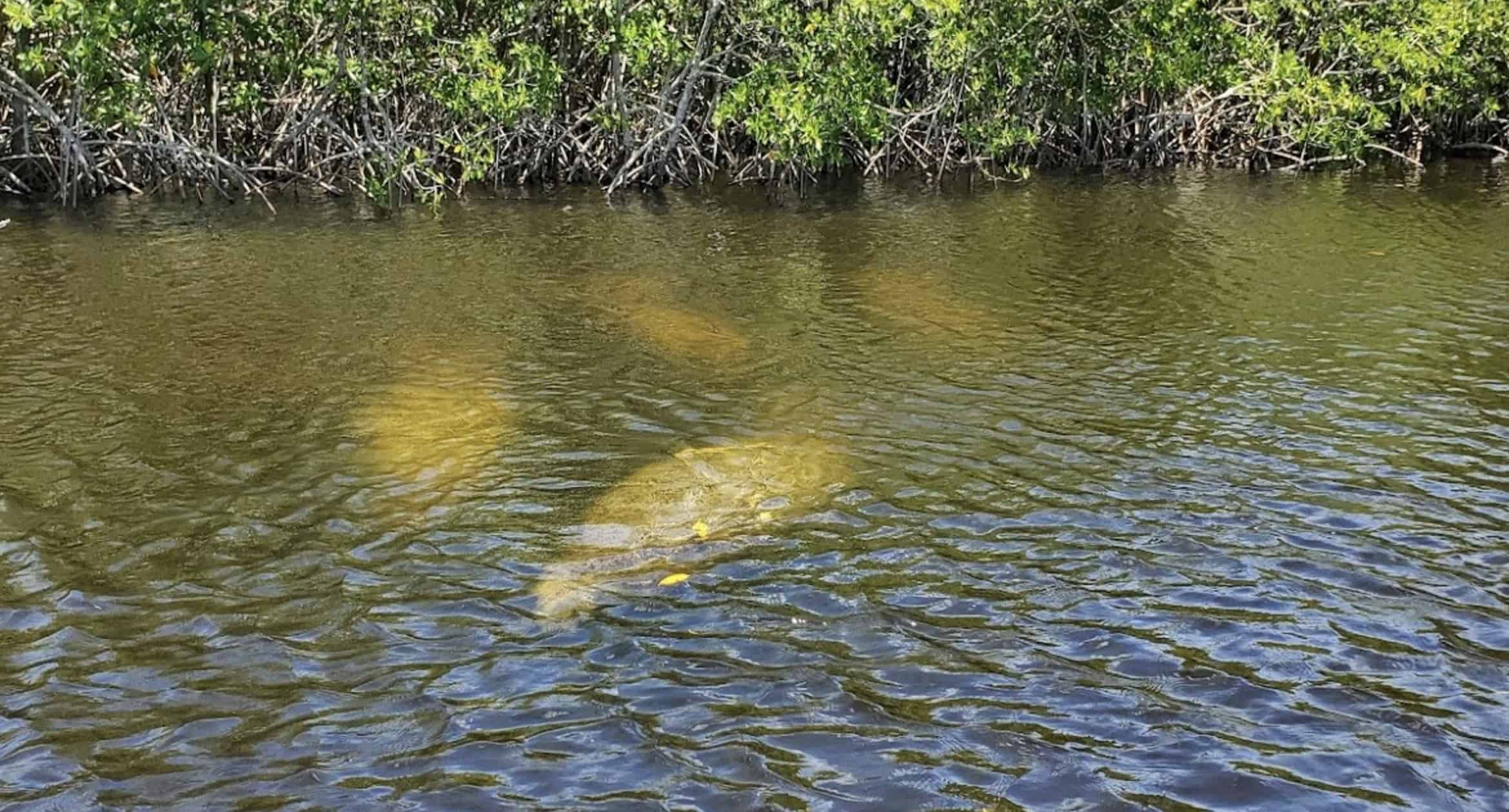 Manatee-Sightseeing-and-Wildlife-Boat-Tour