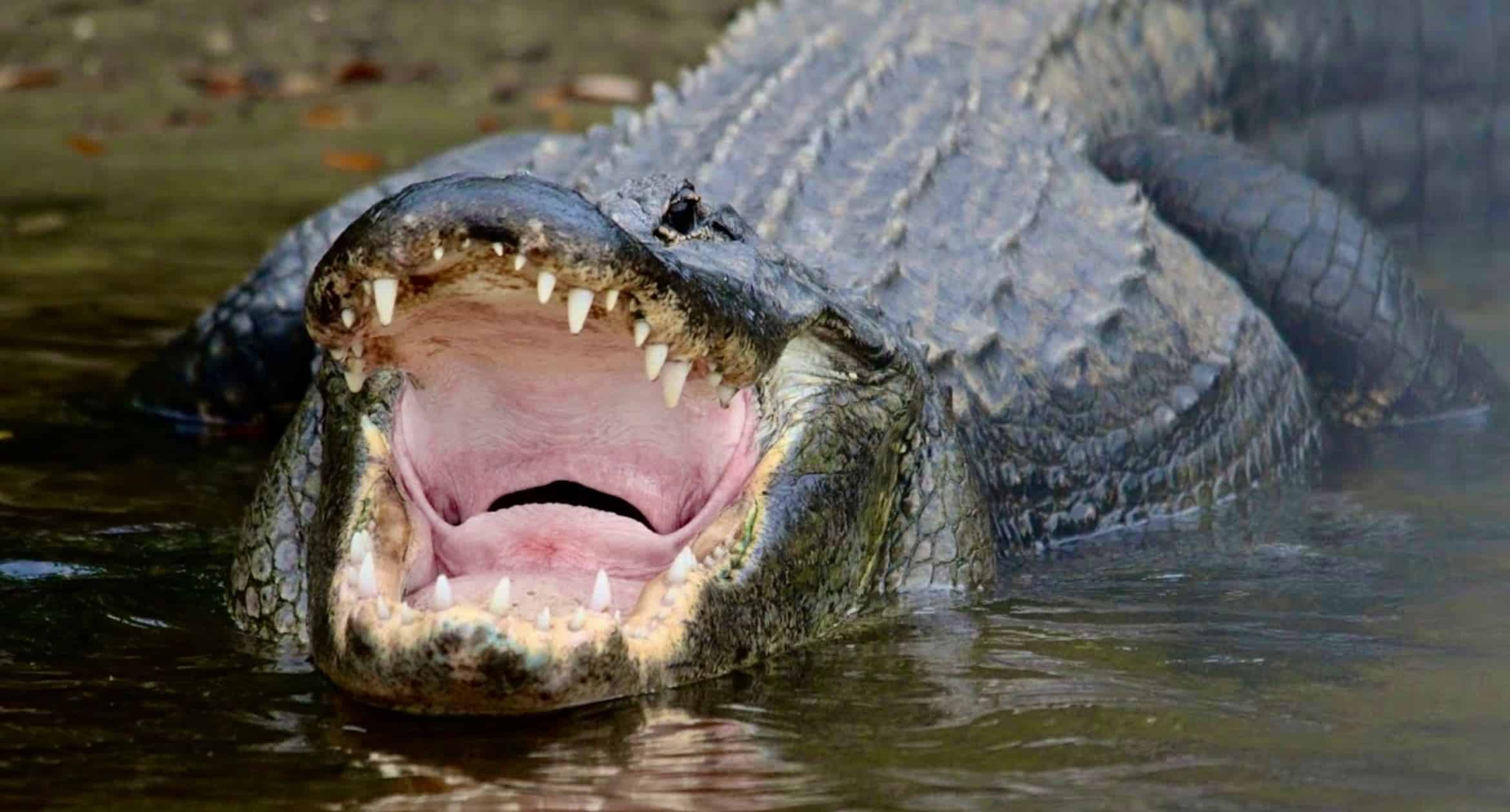 Manatee-Sightseeing-and-Wildlife-Boat-Tour