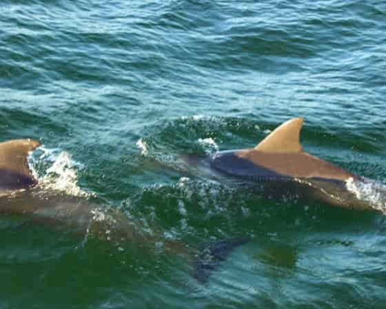 Orange-Beach-Dolphin-and-Sunset-Cruises-Aboard-Sunny-Lady