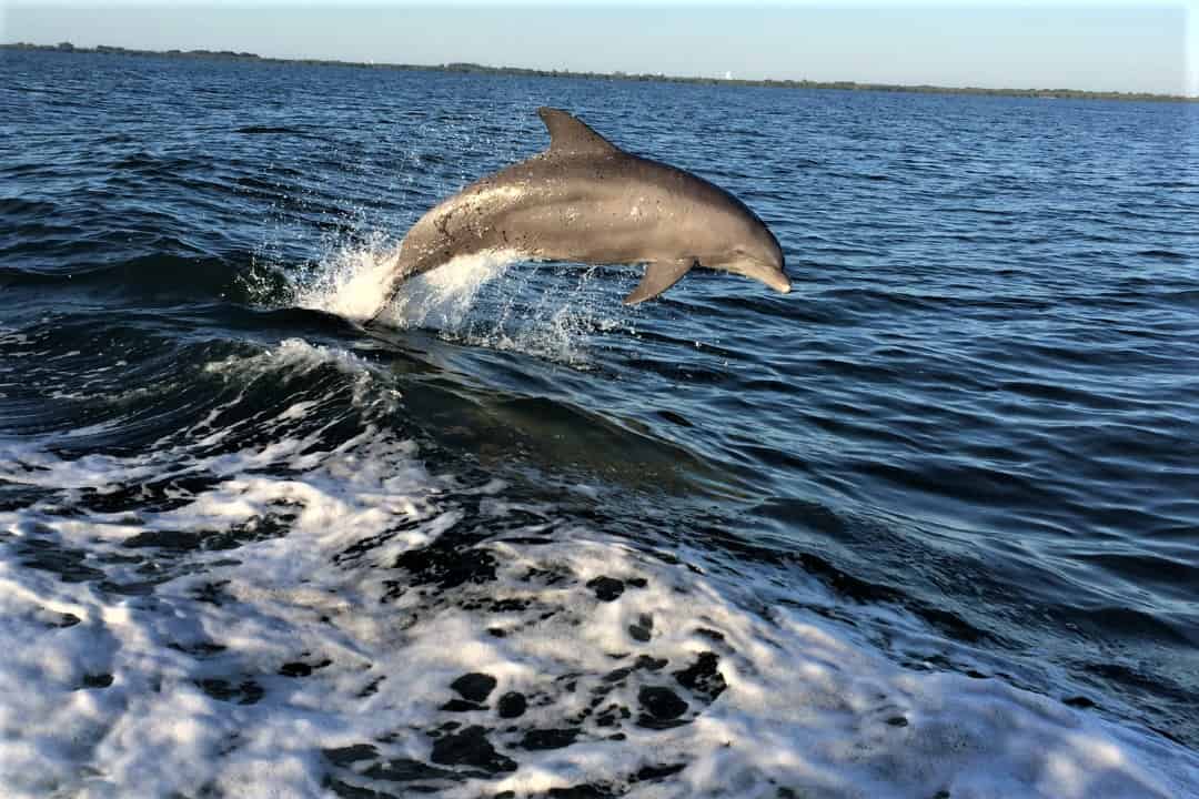 Dolphin-Watching-Nature-Cruise-and-Eco-Tour