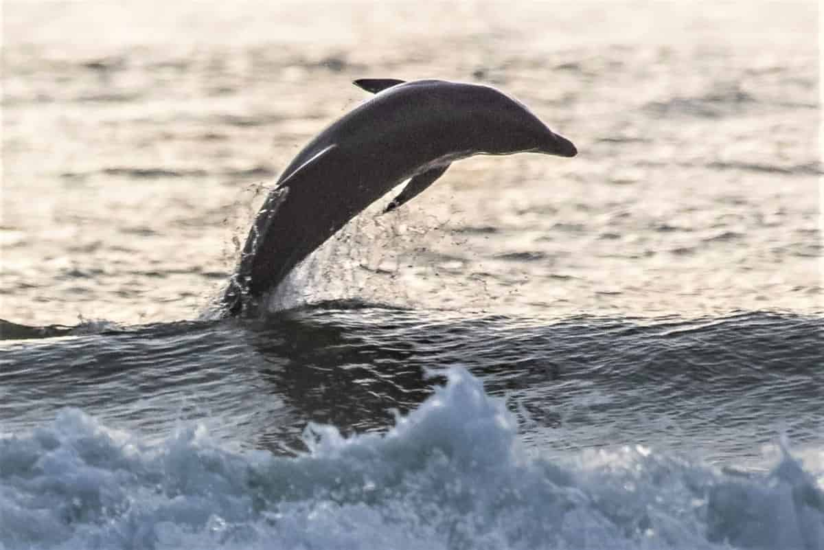 Dolphin-Watching-Nature-Cruise-and-Eco-Tour