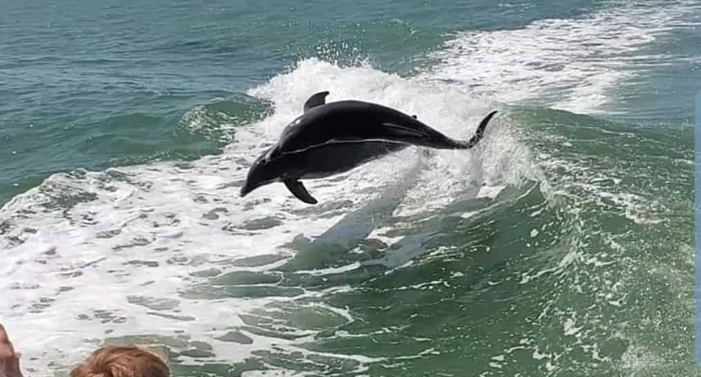 Dolphin-Cruise-on-the-Sea-Racer