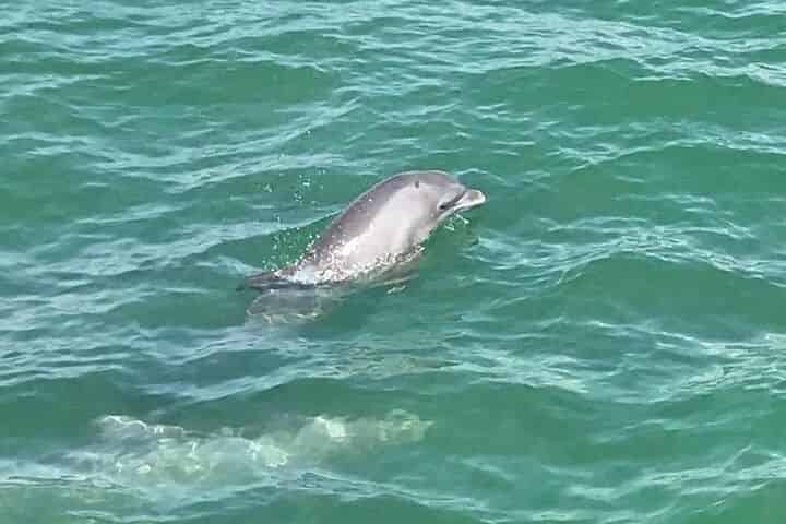 Dolphin-Cruise-on-the-Sea-Racer