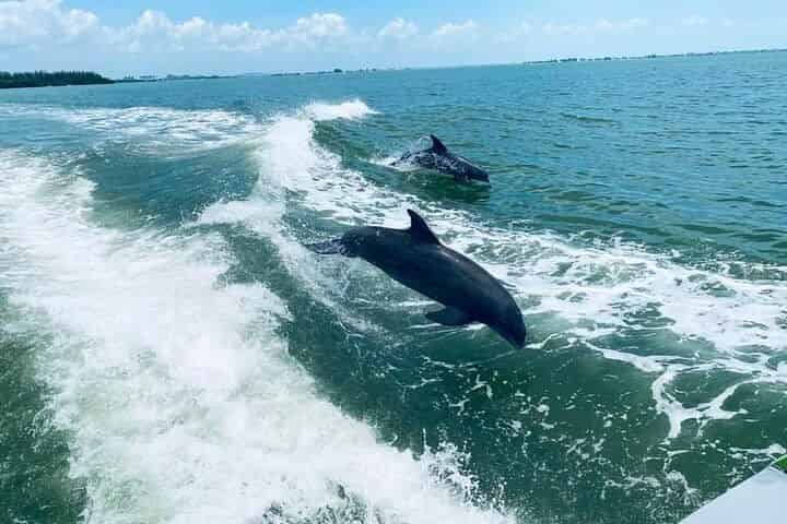 Dolphin-Cruise-on-the-Sea-Racer