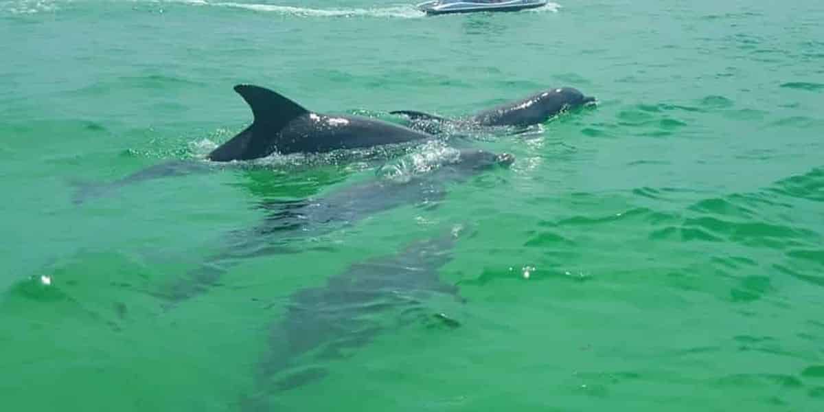 Crab Island Runner Online Booking