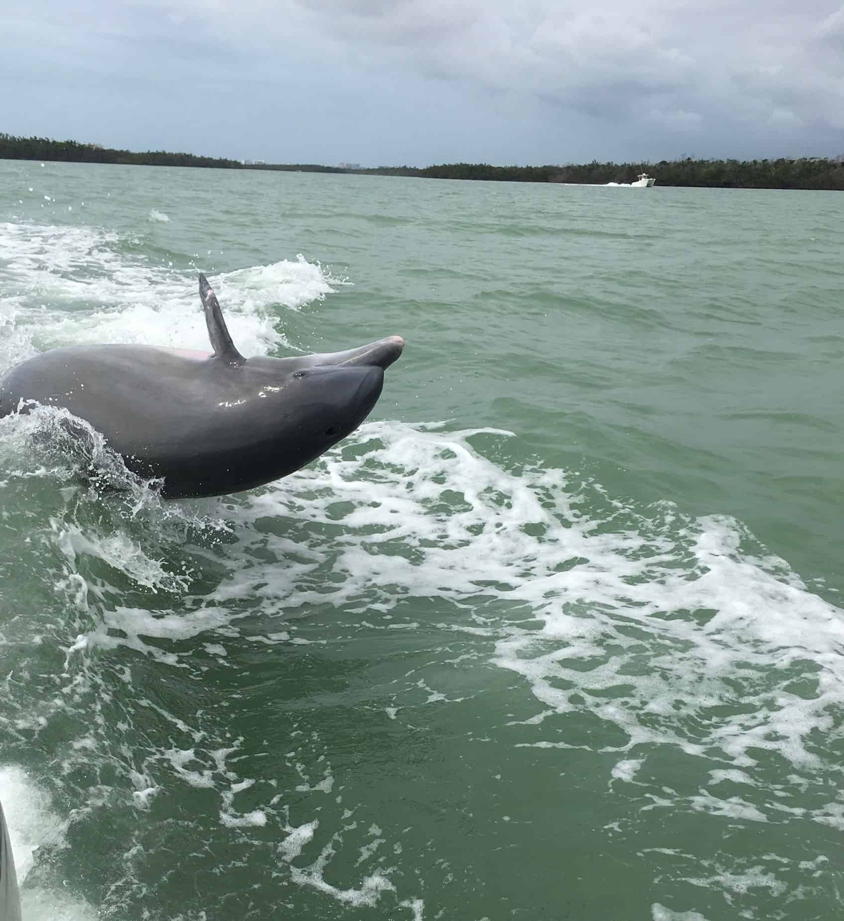 Dolphin-Adventure-Cruise