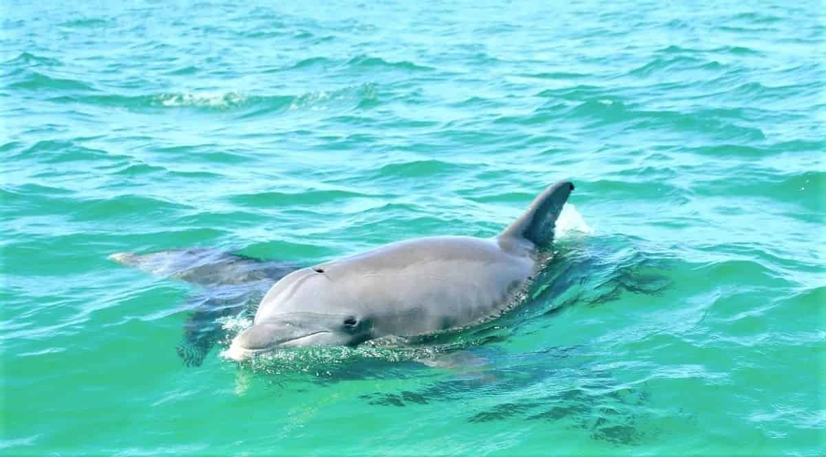 Destin-Glass-Bottom-Boat-Tour