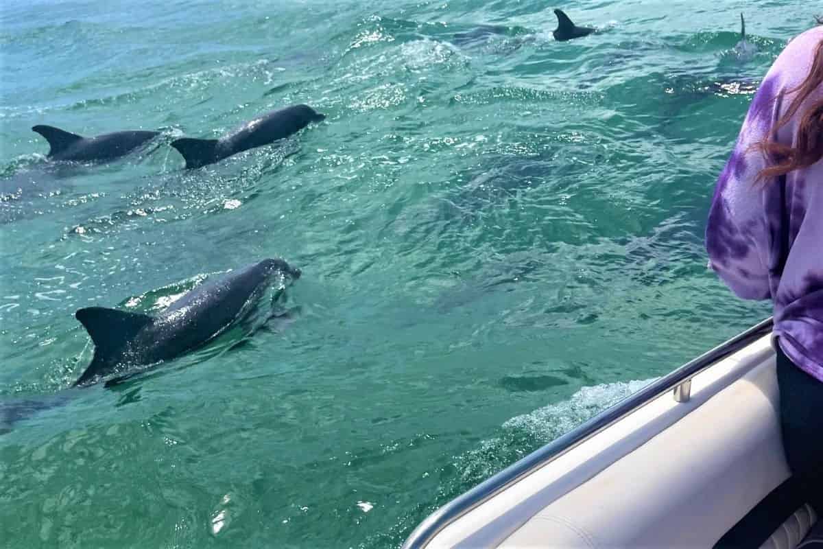 Private-Pensacola-Bay-Dolphin-Cruise