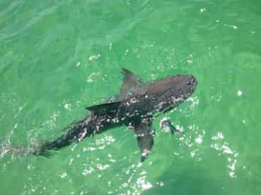 Private Destin Shark Fishing with Reel Deal Charters