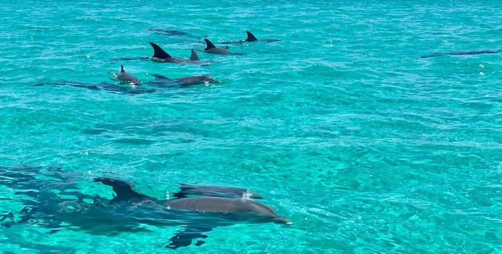 Crab-Island-Dolphin-Cruise-and-Jetty-Snorkeling