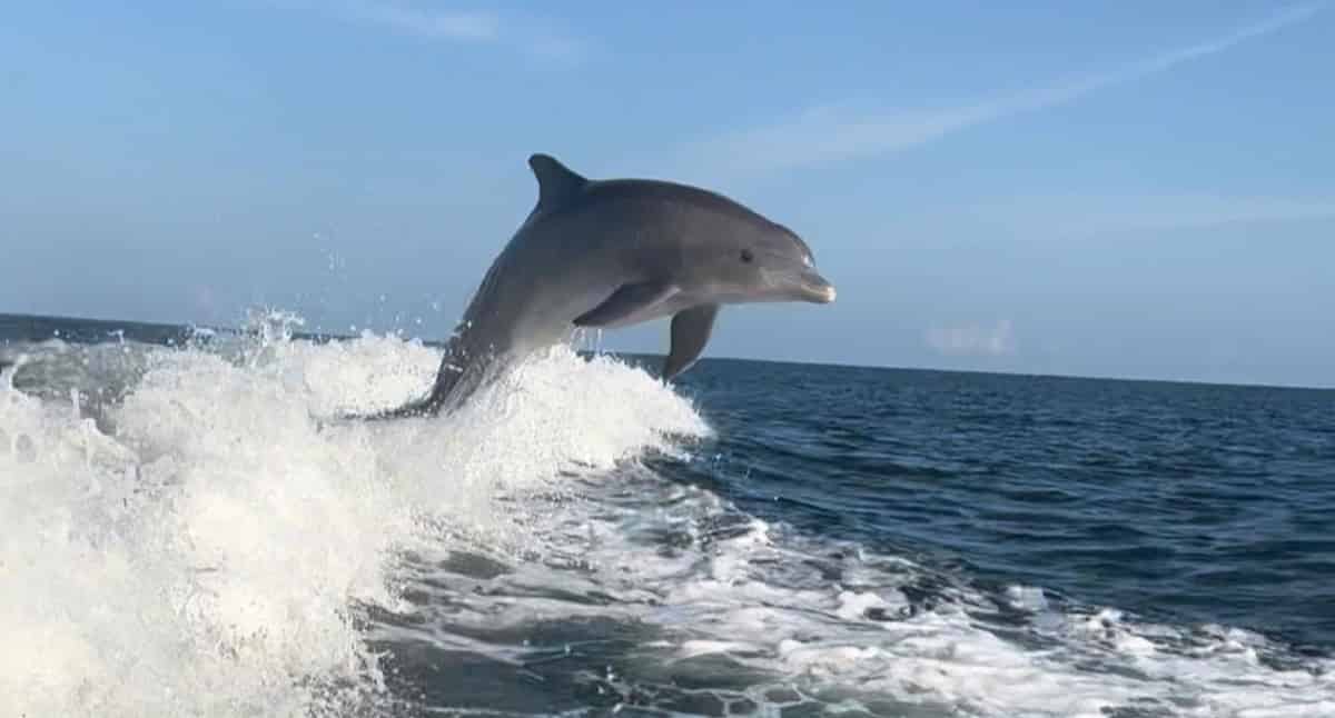 2-Hour-Panama-City-Dolphin-Tour