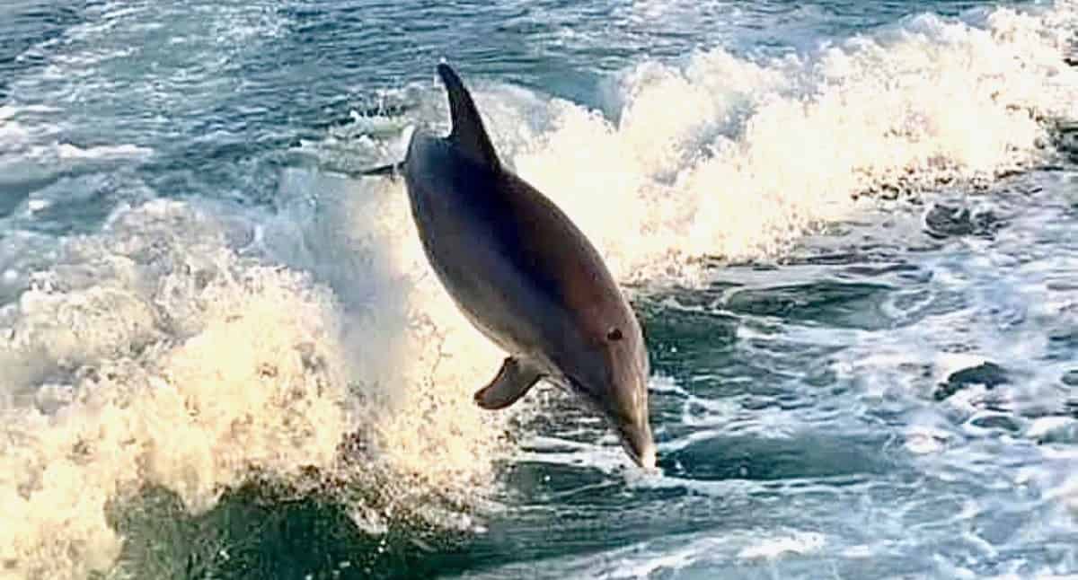 2-Hour-Panama-City-Dolphin-Tour