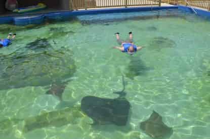Stingray Bay Snorkel at Gulfarium Marine Adventure Park