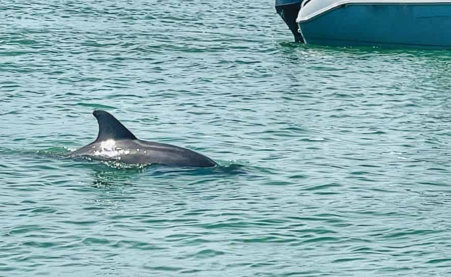 Private-Boca-Ciega-Bay-Dolphin-Cruise