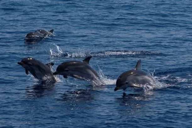 Private-Boca-Ciega-Bay-Dolphin-Cruise