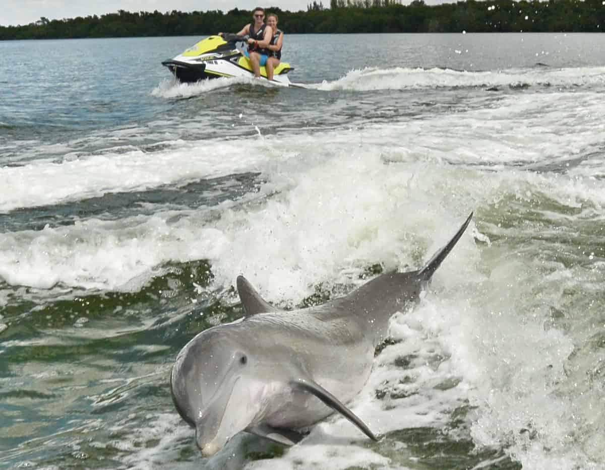 Bonita-Jet-Ski-Dolphin-Tour