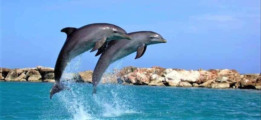 Flippers-Destin-Dolphin-Cruise