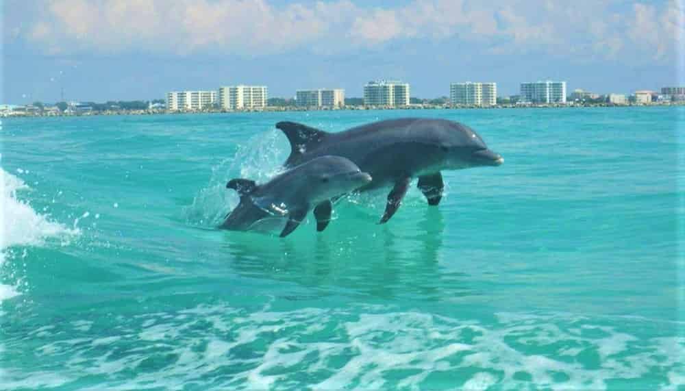 Flippers-Destin-Dolphin-Cruise