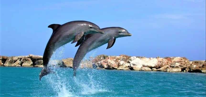 Flippers-Sunset-Destin-Dolphin-Cruise
