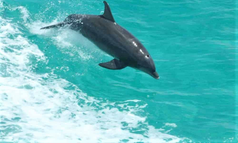Flippers-Sunset-Destin-Dolphin-Cruise