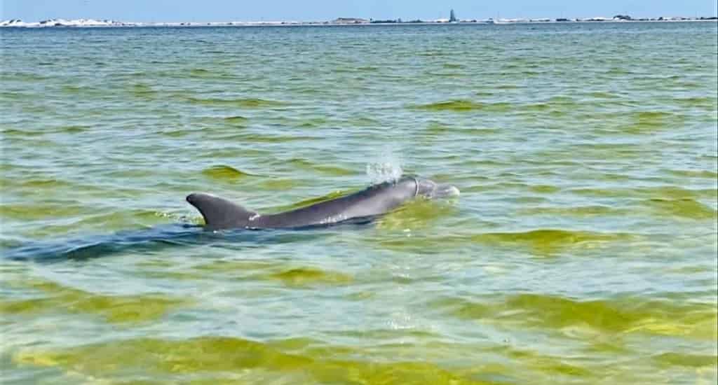Navarre-Beach-Dolphin-and-Eco-Tour