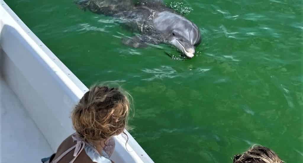 2-Hour-Private-Sunset-Dolphin-Watching-Tour
