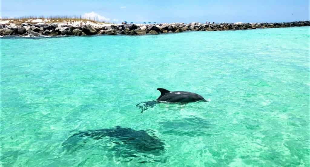 2-Hour-Private-Dolphin-Tour