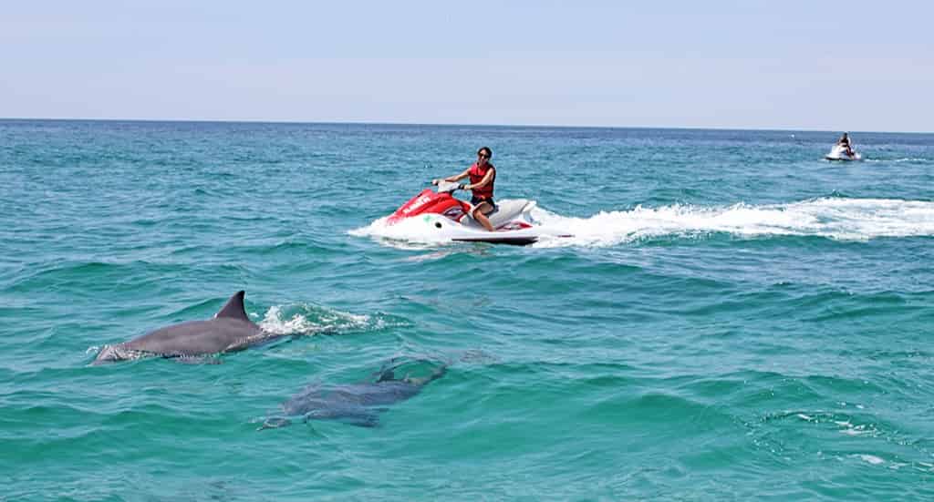 Dolphin-Excursion-on-a-Waverunner