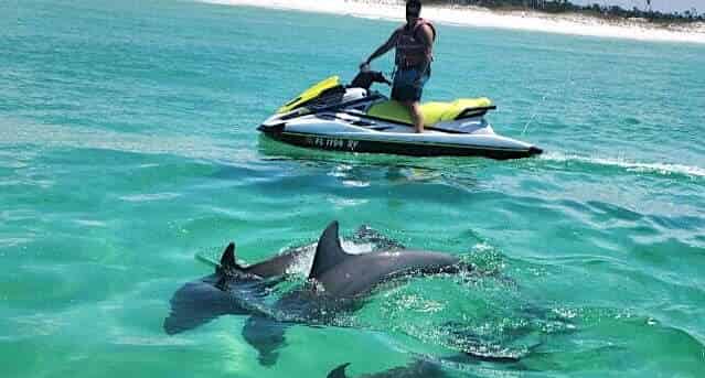 Dolphin-Excursion-on-a-Waverunner