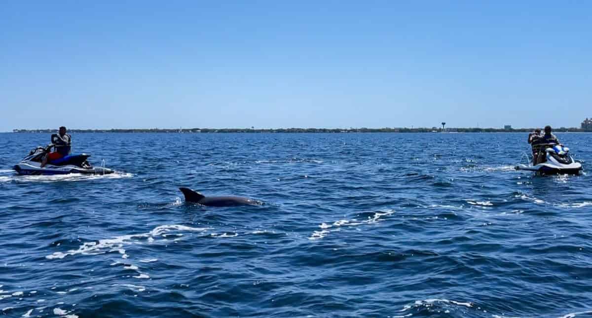 Destin-Dolphin-Excursion-Tour-on-a-Waverunner