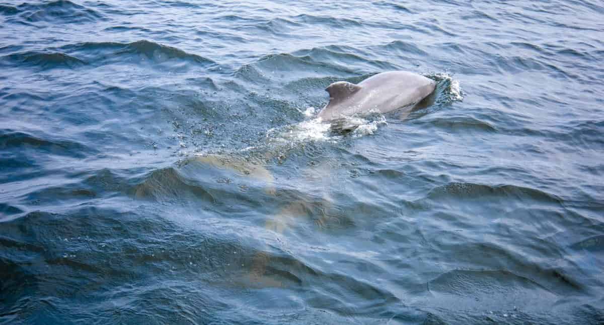 Pensacola-Beach-Morning-Dolphin-Cruise