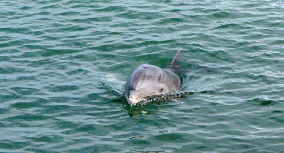 Pensacola-Beach-Morning-Dolphin-Cruise